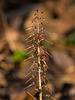 Neottia bifolia (Southern Twayblade orchid)