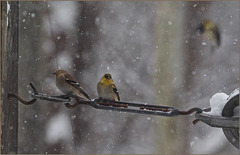 New Year's goldfinches