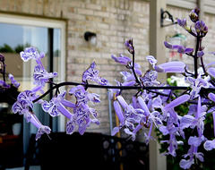 Spurflowers (Plectranthus) for the hummingbirds.