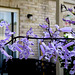 Spurflowers (Plectranthus) for the hummingbirds.