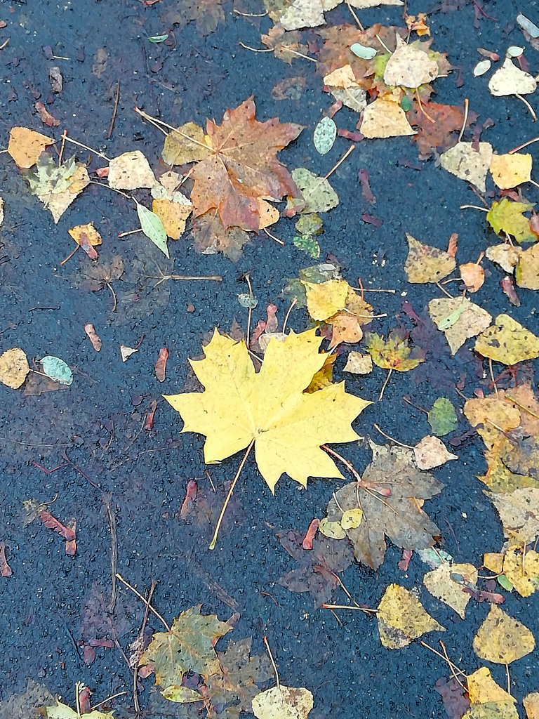 Herbst-Gelb