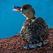 A duck in the aviary