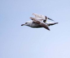 Seagull May set (71)