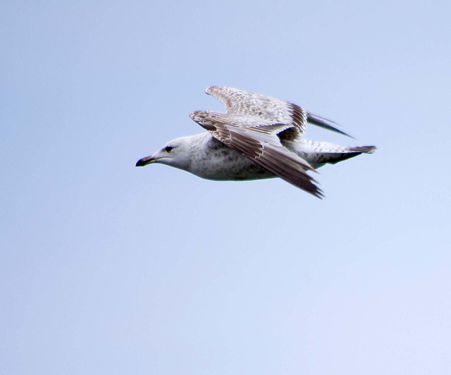 Seagull May set (71)