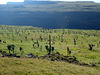 Giant Lobelia landscape - Geech to Chenek trek in the Simien Mountains