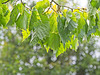 Under the Canopy