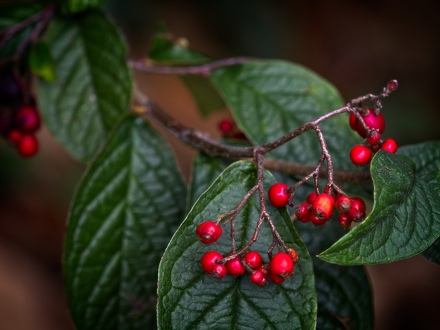 Red Berries