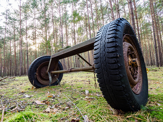 Fundstück im Wald