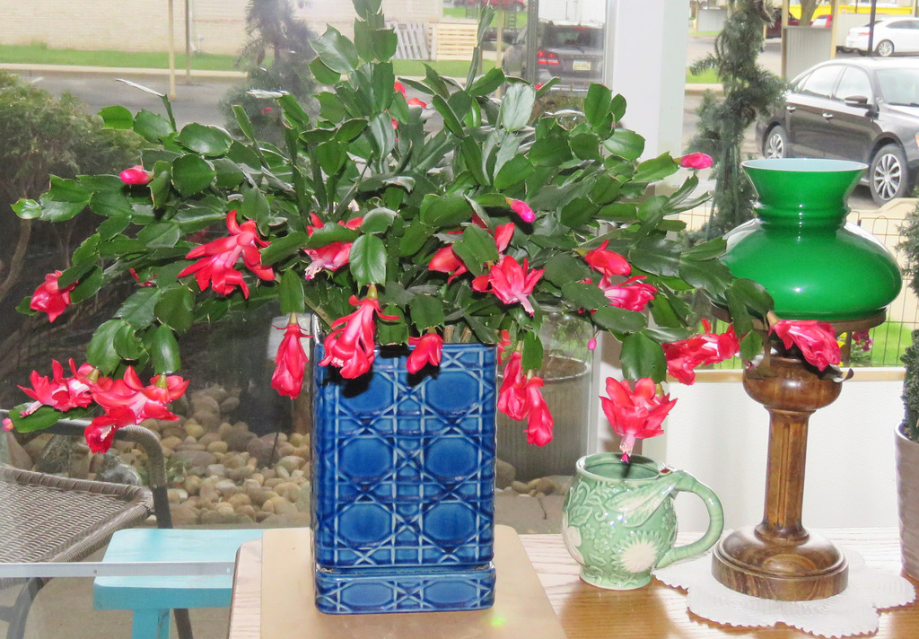 "Happy April", says my Christmas cactus.