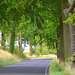 Elkenrader road----     (tree roads 1)