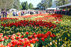 Tulpenblüte