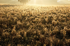 IMG 1220-FHD IMG 1220-FHD