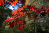 Erable pourpre du Japon  .