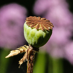 Poppy seedhead with pink bokeh