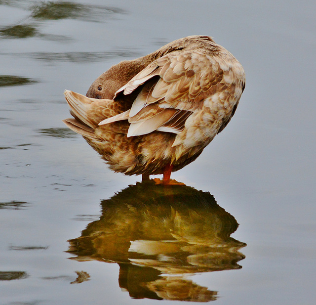 Khaki Campbell Duck