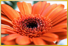 Gerbera... ©UdoSm