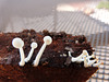 Fungi under the hoya pot