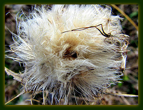 Thistle Down.