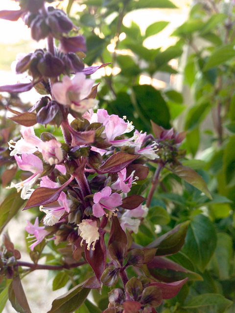 Fleurs de basilic