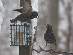 Starlings arguing over the suet