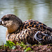 A duck resting