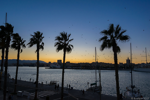 abends am Paseo del Muelle Uno Malaga (© Buelipix)