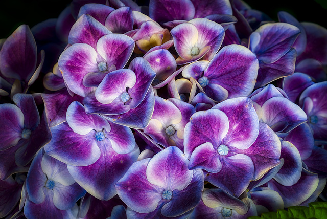 Soft Focus Hydrangea