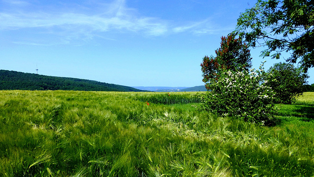 DE - Rhens - Frühsommerliche Landschaft