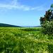 DE - Rhens - Frühsommerliche Landschaft