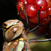 Herbst-Mosaikjungfer (3 PiPs)