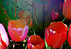 Fairyland tulips