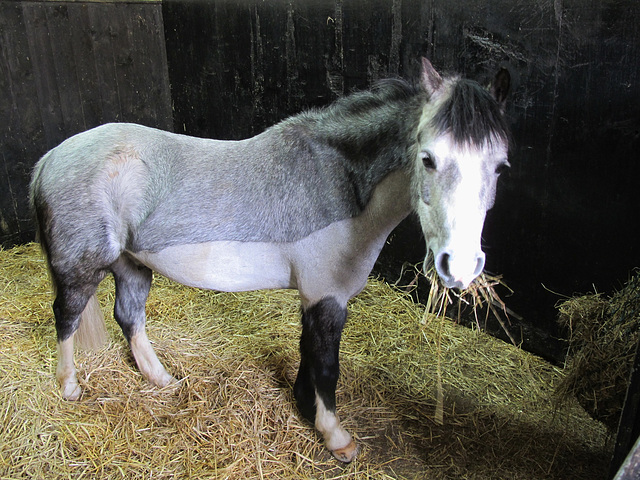 'Polly', a Welsh Cob Cross