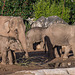 A family of elephants