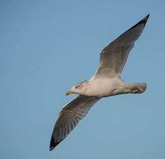 Seagull, West Kirby (1)