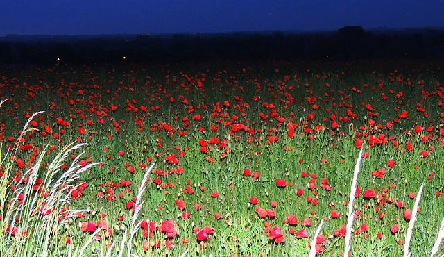 Red-Blue-Night  ------(enlarge Please)