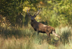 Cerf  (Seine & Marne)