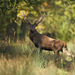 Cerf  (Seine & Marne)