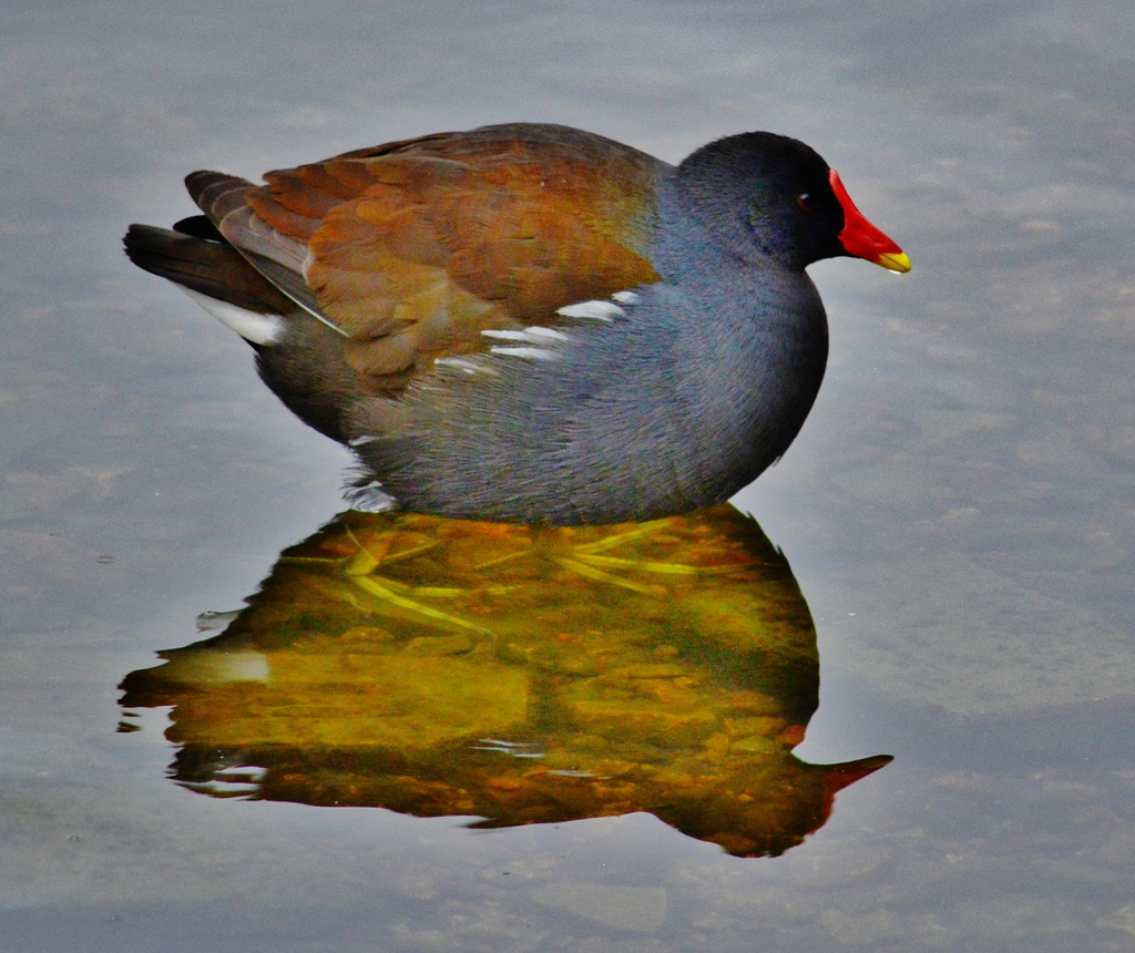 Moorhen