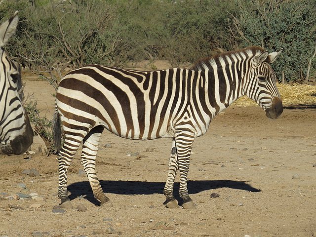 Zebra