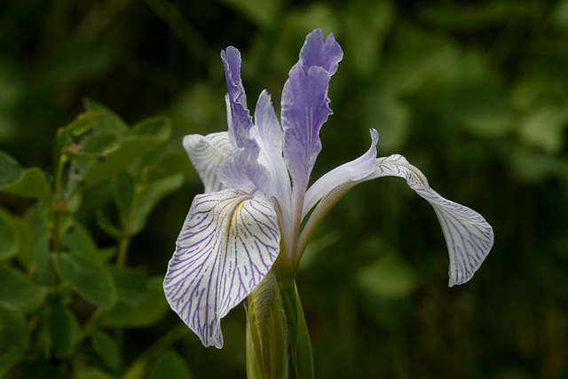 Missouri Iris