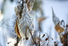 Milkweed Pod