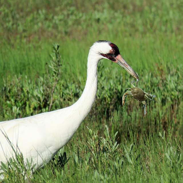 Day 3, female Whooping Crane with crab