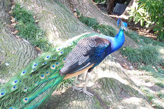 Pavo Real visto en los jardines del Palacio isla Bella en el Lago Maggiore -Italia