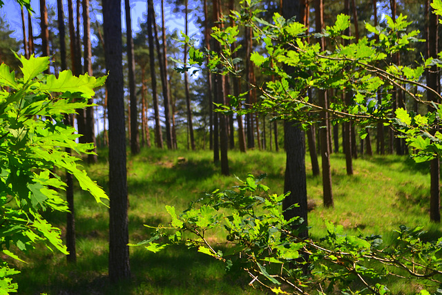 Middle region forest