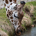 A giraffe drinking