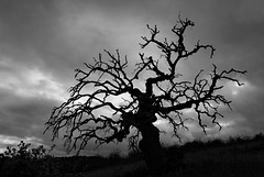 Penedos, Dead tree