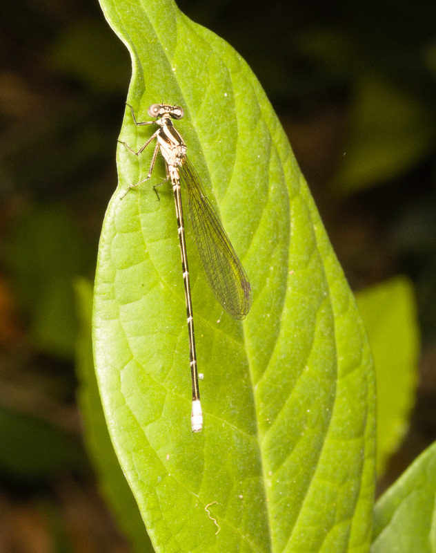 IMG 0204 Damselfly