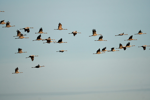 Der Flug der Kraniche