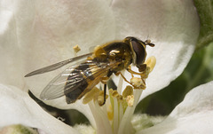 IMG 9329 Hoverfly-1