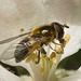 IMG 9329 Hoverfly-1